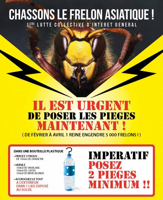 affiche frelon