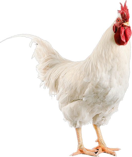 coq